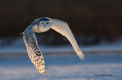 Bitter Cold Morning Glory - Snowy Owl