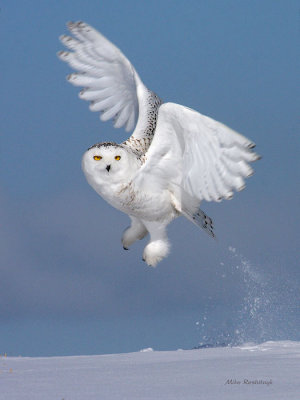 Spring-Loaded Snowy Owl