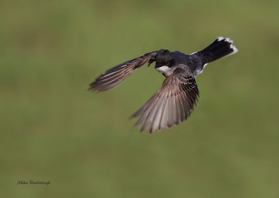 Eastern Kingbird On The Wing