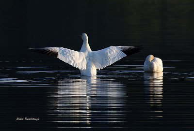 Time To Face A New Dawn - Greater Snow Geese