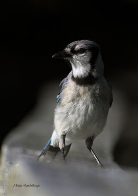 Fantasia Blue Jay