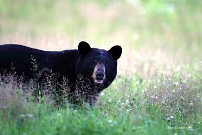 Grin And Bear It - Cap Tourmente Black Bear