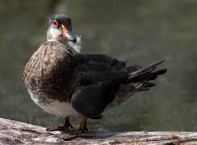 My Gift To You - Wood Duck