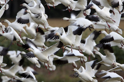 Greater Snow Geese Have Returned To Cap Tourmente!