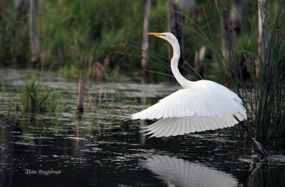 Great Egret On The Loose