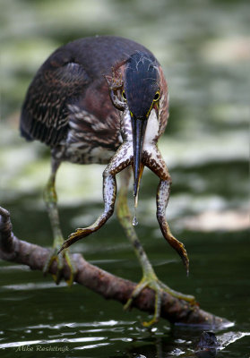 I've Bit Off More Than I Can Chew - Green Heron