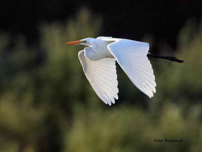 Great Egret On The Downswing