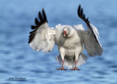 Any Moment Now! - Greater Snow Goose