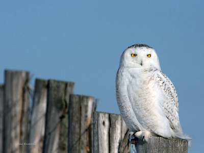 I'm Keeping You Posted - Snowy Owl