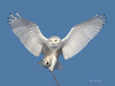 Snowy Owl Tight-Branch Walker