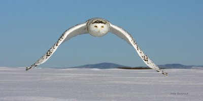 Snowy Owl - Winter Visitor