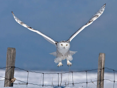 Super Bowl Goal Post Winner - Snowy Owl