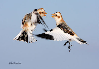 A Little Disagreement - Snow Buntings