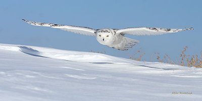 Silent Glider - Snowy Owl