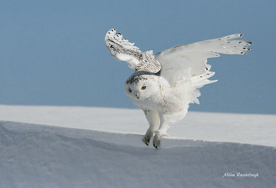 Snowy Owl On The Edge
