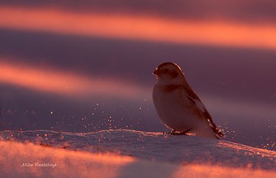Extreme Dusk For A White Snow Bunting
