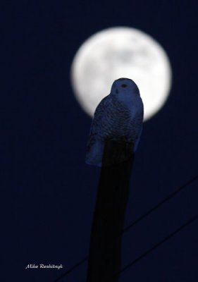 Snowy Owl Mooning The Photographer
