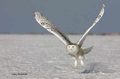 Spring-Loaded Snowy Owl