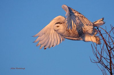 Snowy Owl Going For Gold At Dusk
