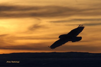 Snowy Owl On Dusk Patrol