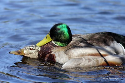 Spring Fever Brings On A Bit Of Duck Lust
