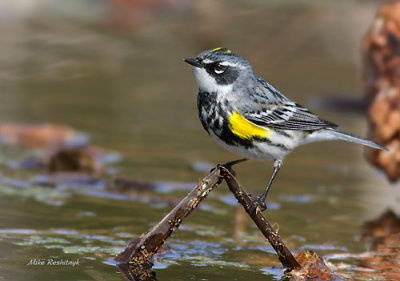 Keeping On Top Of The Situation - Yellow-rumped Warbler