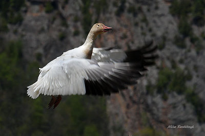I've Kicked In My Afterburners - Greater Snow Goose At Cap Tourmente
