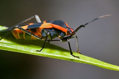 Adult Milkweed Bug
