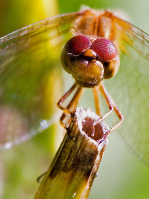 Dragonfly Head-On