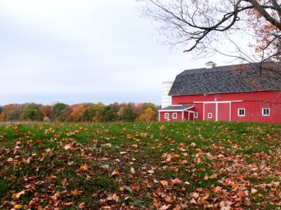 Barn and Leaves