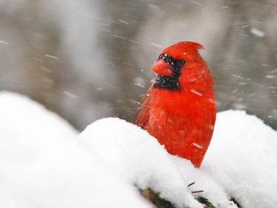 Mr. Cardinal