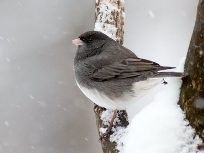 Junco in the Snow