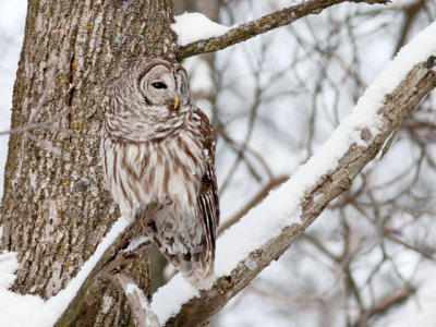 Barred Owl