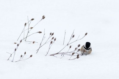 Foraging Chickadee