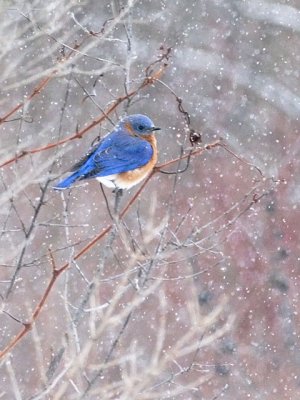 Snowy Bluebird