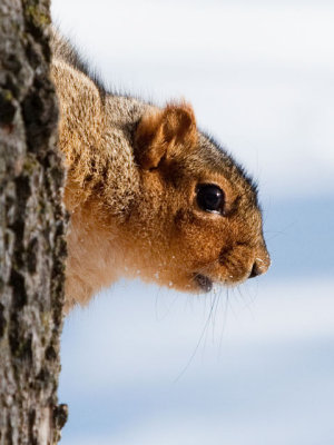 Fox Squirrel Profile