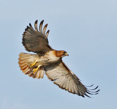 Red Tail and Blue Sky