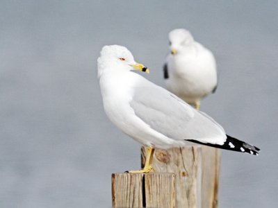 Ring-Billed Gulls