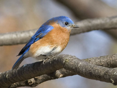 Spring Bluebird