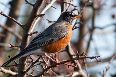 American Robin