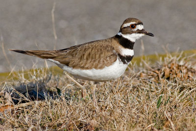 Killdeer