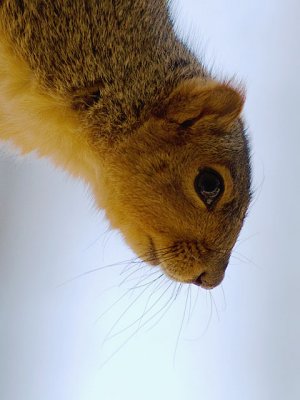 Nosey Squirrel