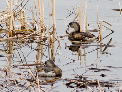 Pied-Billed Grebes