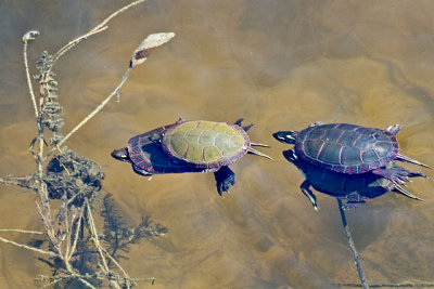 Tandem Turtles