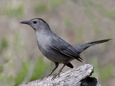 Gray Catbird