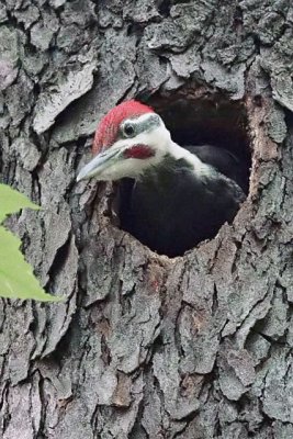 Pileated Fledgling
