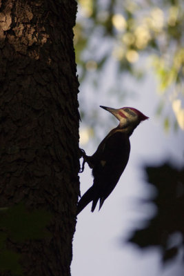 Pileated Silhouette