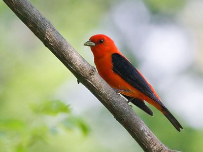 Scarlet Tanager