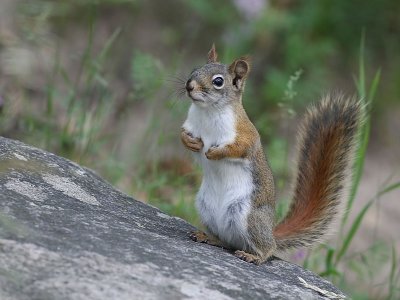 Begging Red Squirrel