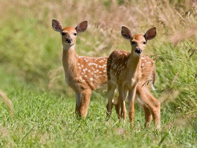 White-Tail Fawns